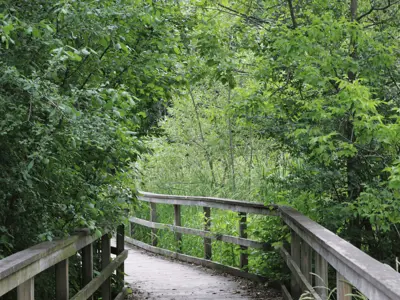 Photo of a boardwalk trail