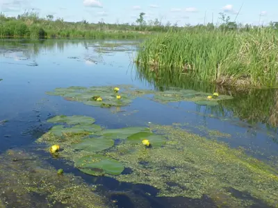 Picture of a lake